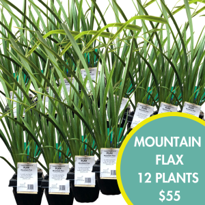 Mountain Flax 12 Plants Box